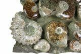 Tall, Composite Ammonite Fossil Display - Madagascar #175803-3